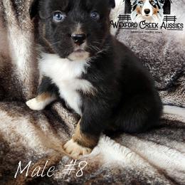 Boy 8 - Black tri-color male Australian Shepherd puppy in Harpers Ferry, Iowa from Wexford Creek Aussies, LLC