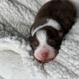 Hera - Red tri-color female Australian Shepherd puppy in Jacksonville, Florida from Solace Australian Shepherds