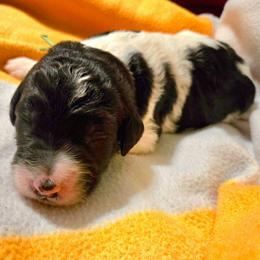 Green collar - Black and white male Bernedoodle puppy in Mckenzie, Tennessee from Small Town Doodles & Poodles