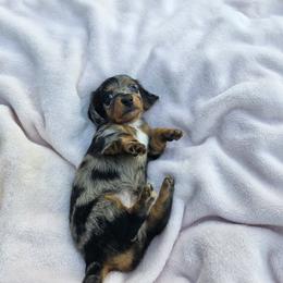 Dachshund All Grown Up from Airamalonso