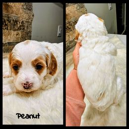 Peanut - Parti female Goldendoodle puppy in Forest, Ohio from Mini Doodle Buddies