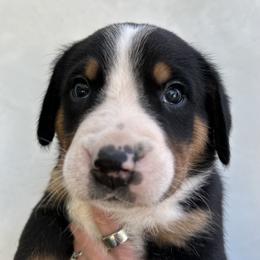 Boy 7 - male Greater Swiss Mountain Dog puppy in Pasadena, California from Park Place Swissys