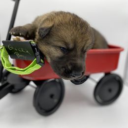 Shiloh Shepherd Puppies from Echo Shilohs