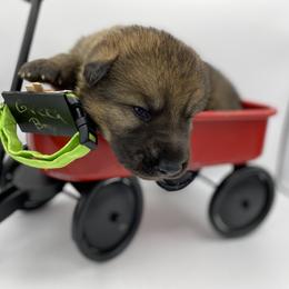 Shiloh Shepherd Puppies from Echo Shilohs