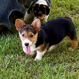 Vegas - Black and tan male Pembroke Welsh Corgi puppy in Morton, Mississippi from Crown AB Farms Pembroke Welsh Corgis