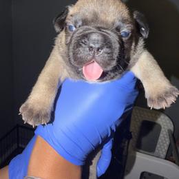 Canyon - Fawn and white male French Bulldog puppy in Louisville, Kentucky from Nelson’s Fancy Frenchies and Bulldogs