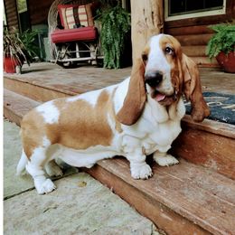 Gus - Basset Hound