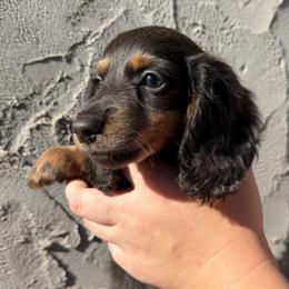 Slate - Blue and tan male Dachshund puppy in Washburn, Tennessee from Broken Arrow Miniature Dachshunds