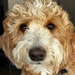 Rae - Goldendoodle