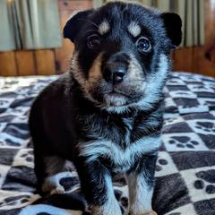 Black Boy - Arvo - Black and tan male Lapponian Herder puppy in Prattsburgh, New York from Maalattu Koirankoppi Lapponian Herders