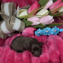 Girl 3 - Brown female Shihpoo puppy in Delphos, Ohio from Route 66 Poodles & Doodles, Sapphire Shih-tzu's of Ohio