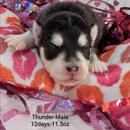 Thunder - 2200 - Black and white male Pomsky puppy in Spring Hill, Florida from www.PuppyTimeEmporium.com
