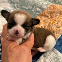 Brown and white girl - Fawn and white female Chihuahua puppy in Summerfield, Florida from Uey’s Chihuahuas