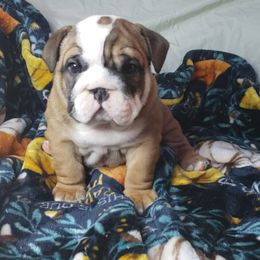 Bulldog Puppies from Illinois Bullies Kennel