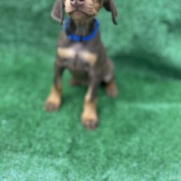 Sapphire - Red and rust female Doberman Pinscher puppy in Ludowici, Georgia from Royal Destiny Kennels