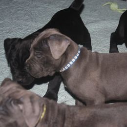 Cane Corso puppies from Storm Front Cane Corso