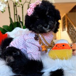 BEAUTY - Black & tan tri-color female Maltipoo puppy in Sugar Land, Texas from Celebrity Maltipoos