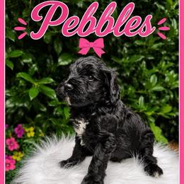 Pebble - Black female Goldendoodle puppy in Charlotte, North Carolina from Hopeful Heart Doodles