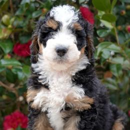 Cecile - Tri-color female Bernedoodle puppy in Folsom, Louisiana from DoodlesFarmCo