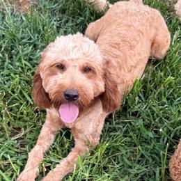 Rae - Goldendoodle