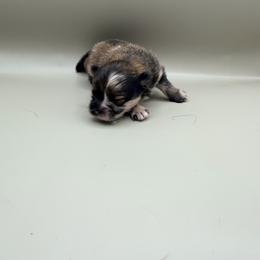Henry - Chocolate merle and tan tri male Pomeranian puppy in Brandon, Vermont from Poms All Day