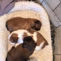 Shih Tzu Puppies from Happy Haven Farm