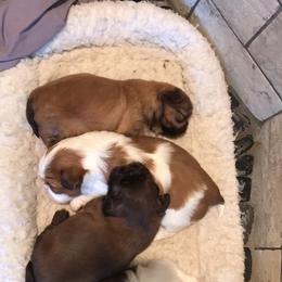 Shih Tzu Puppies from Happy Haven Farm