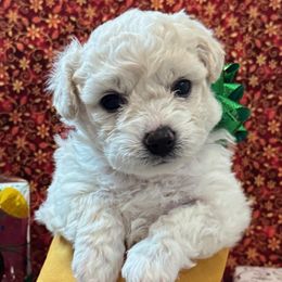 Tinsel - White female Bichon Frise puppy in Tehachapi, California from Peg's Bichons