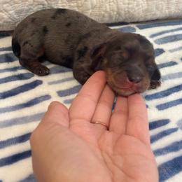 AKC Dapple Male 1 - Dapple male Dachshund puppy in Summerville, South Carolina from Funk's Four-Legged Friends