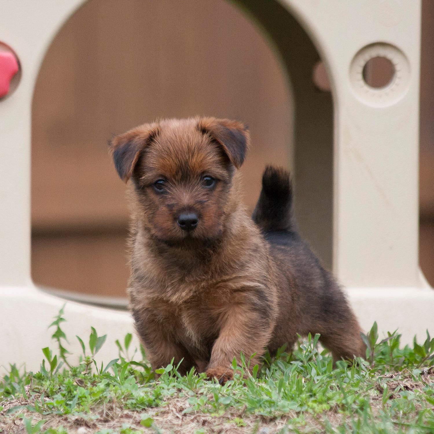 Nice Terriers Temora Australian Terriers in Wisconsin | Australian Terrier puppies ...