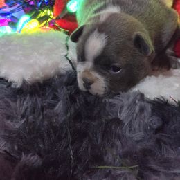 Boston Terrier Puppies from Aronow pups