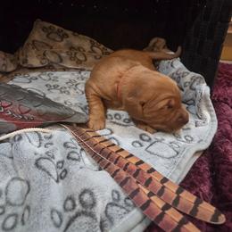 Red - Golden female Golden Retriever puppy in Lewiston, Idaho from Three Rivers Golden Retrievers