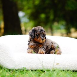 Truffles - Merle female Bernedoodle puppy in Washington from Doodle Love