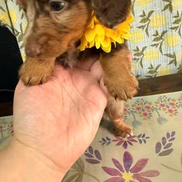 Boy 2 - Dapple male Dachshund puppy in Uriah, Alabama from Vera Ruth Farms