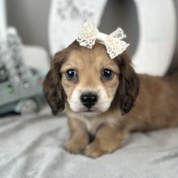 Punkin - Red female Dachshund puppy in Brenham, Texas from 1 Moore Dachshund