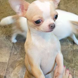 Juno - Chihuahua