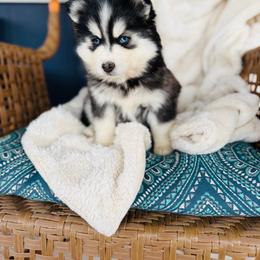 Frito - Black and white female Pomsky puppy in Yavapai County, Arizona from Pawsh Pomskies
