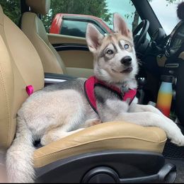 Siberian Husky Puppies from KPM Siberians