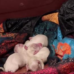 Girl 2 - Cream female Dachshund puppy in Mt. Sterling, Illinois from Doxie Do's