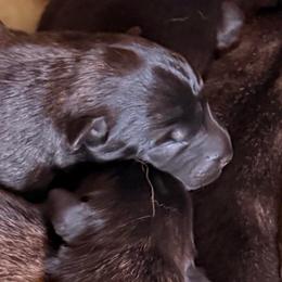Stout female - Black sable female Belgian Malinois puppy in Dallas, Texas from RoyalHaus Malinois