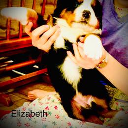 Starlin OFA - Black rust and white female Bernese Mountain Dog puppy in Strasburg, Ohio from Lois Allison