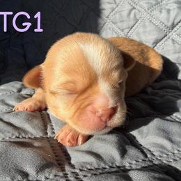 Clara - Fawn female Chihuahua puppy in Harlan, Iowa from Home Grown Chihuahuas From Iowa