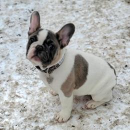 French Bulldog Puppies from Jessicah's Frenchies Howell Michigan