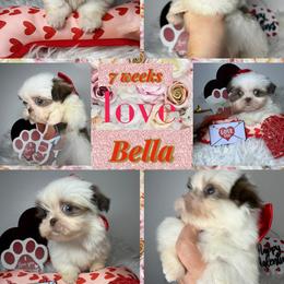 Ivory - White female Shih Tzu puppy in Coolidge, Arizona from Shih Tzu’s  ‘N’ Love