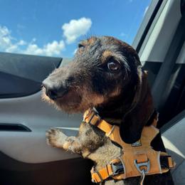 Harley - Dachshund
