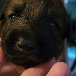 German Shepherd Puppies from Persevere Kennels