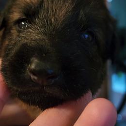 German Shepherd Puppies from Persevere Kennels
