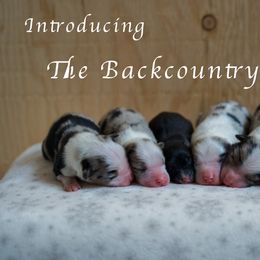 Australian Shepherd Puppies from River Run Australian Shepherds