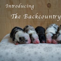 Australian Shepherd Puppies from River Run Australian Shepherds