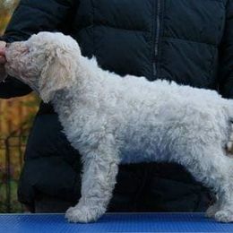 "Gillenias Catarina - 5 weeks old" Lagotto Romagnolo Puppies from Bella Fiore Lagottos